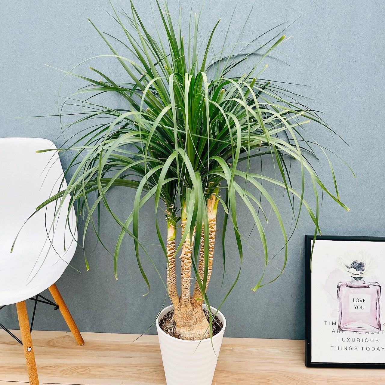 現品 21番 トックリラン 8号 ポニーテール ノリナ 観葉植物 室内 大型 おしゃれ ユニーク