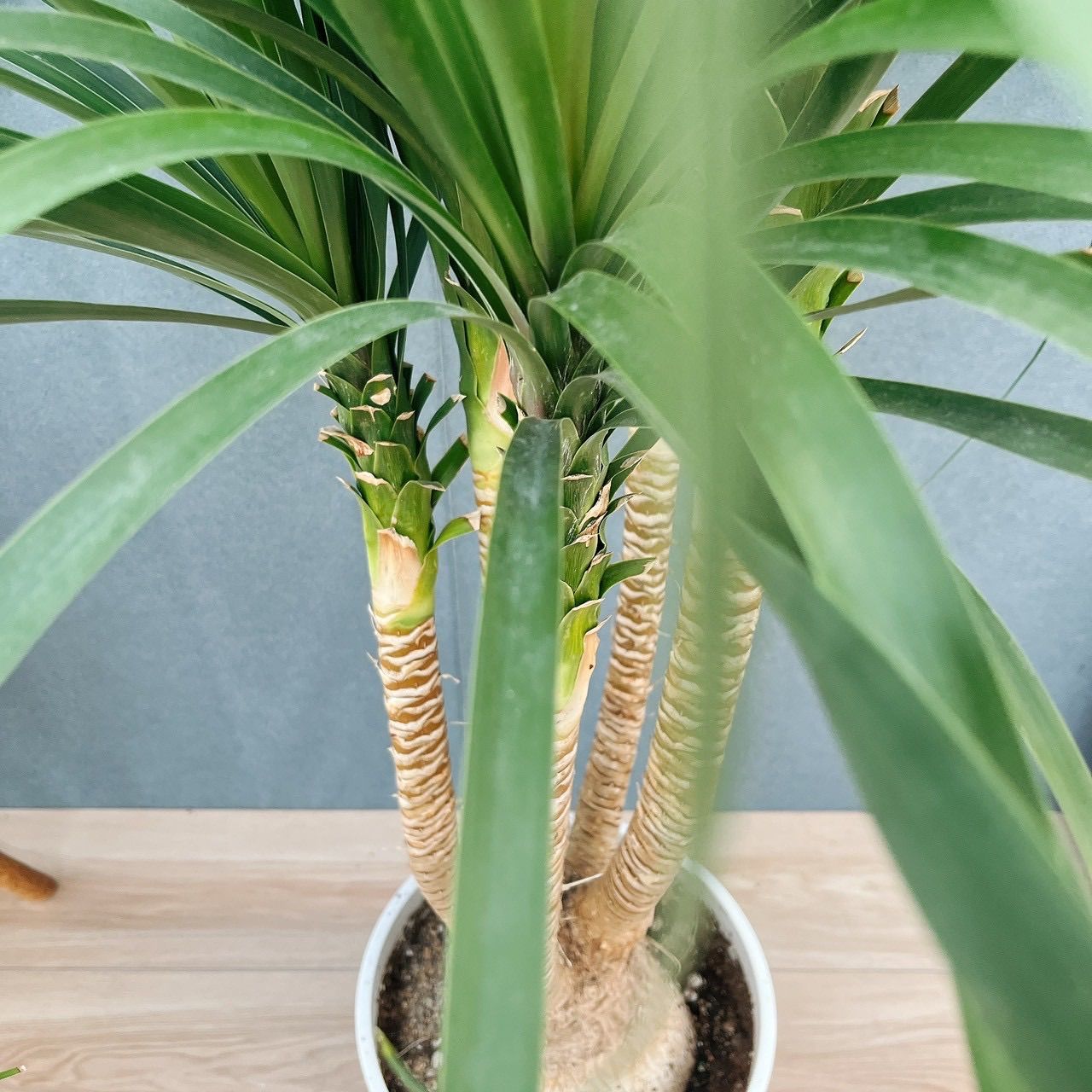 現品］21番 トックリラン 8号 ポニーテール ノリナ 観葉植物 室内 大型