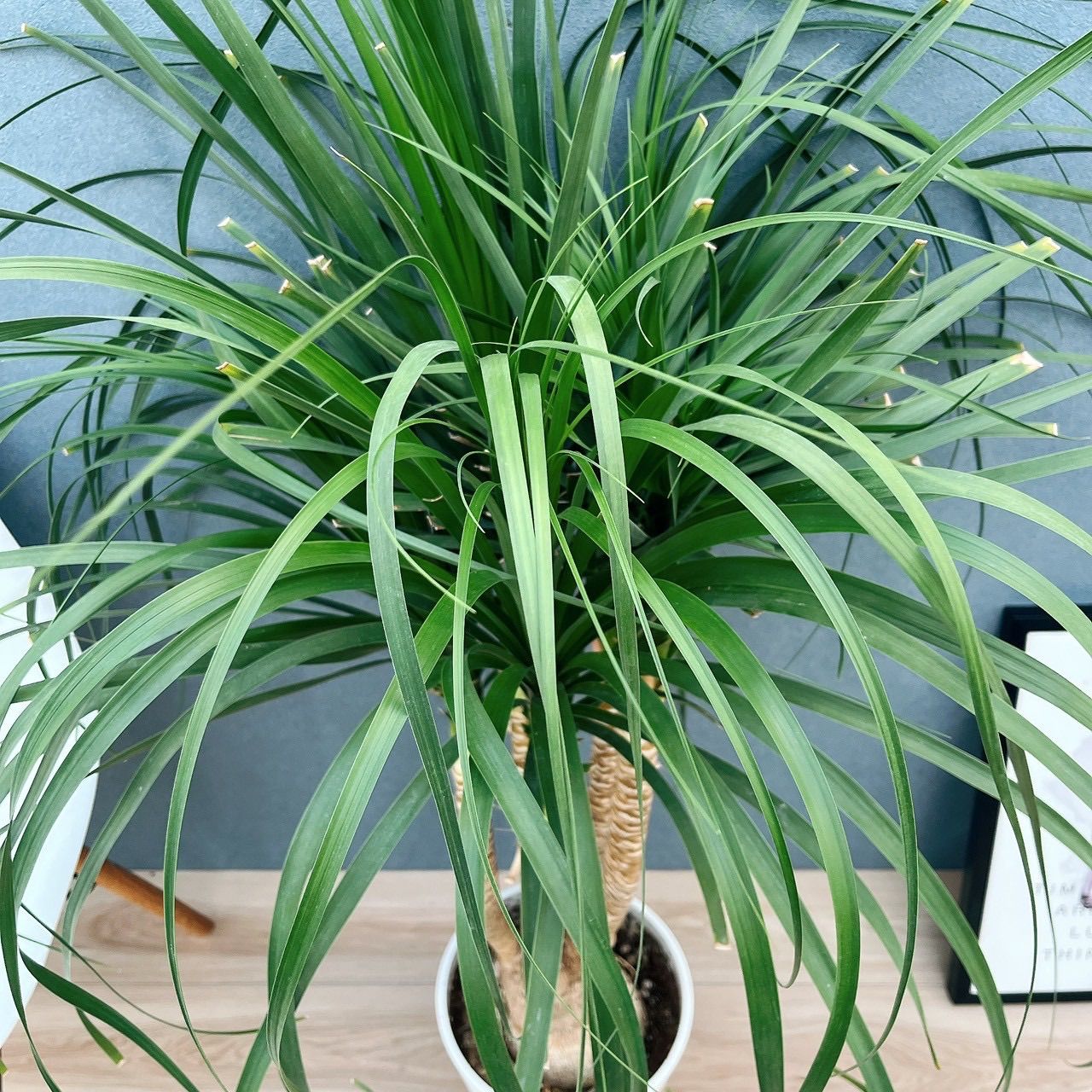 現品］21番 トックリラン 8号 ポニーテール ノリナ 観葉植物 室内 大型