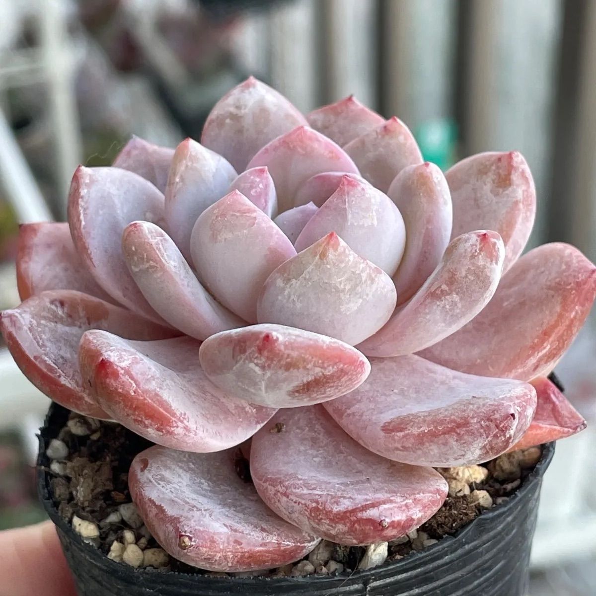 多肉植物　スノーアンジュ 多肉植物 スノーアンジュ 新入荷 るる農園 : るる農園 - 通販 - Yahoo