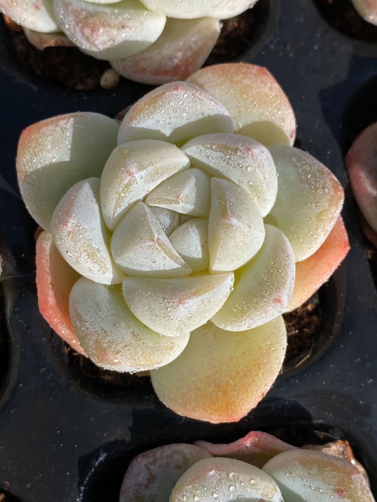 韓国苗　多肉植物　超特大 エケベリア　年末年始ギフト　18苗セット【SP1】 韓国苗 多肉植物 超特大 エケベリア 年末年始ギフト 18苗セット【SP1】