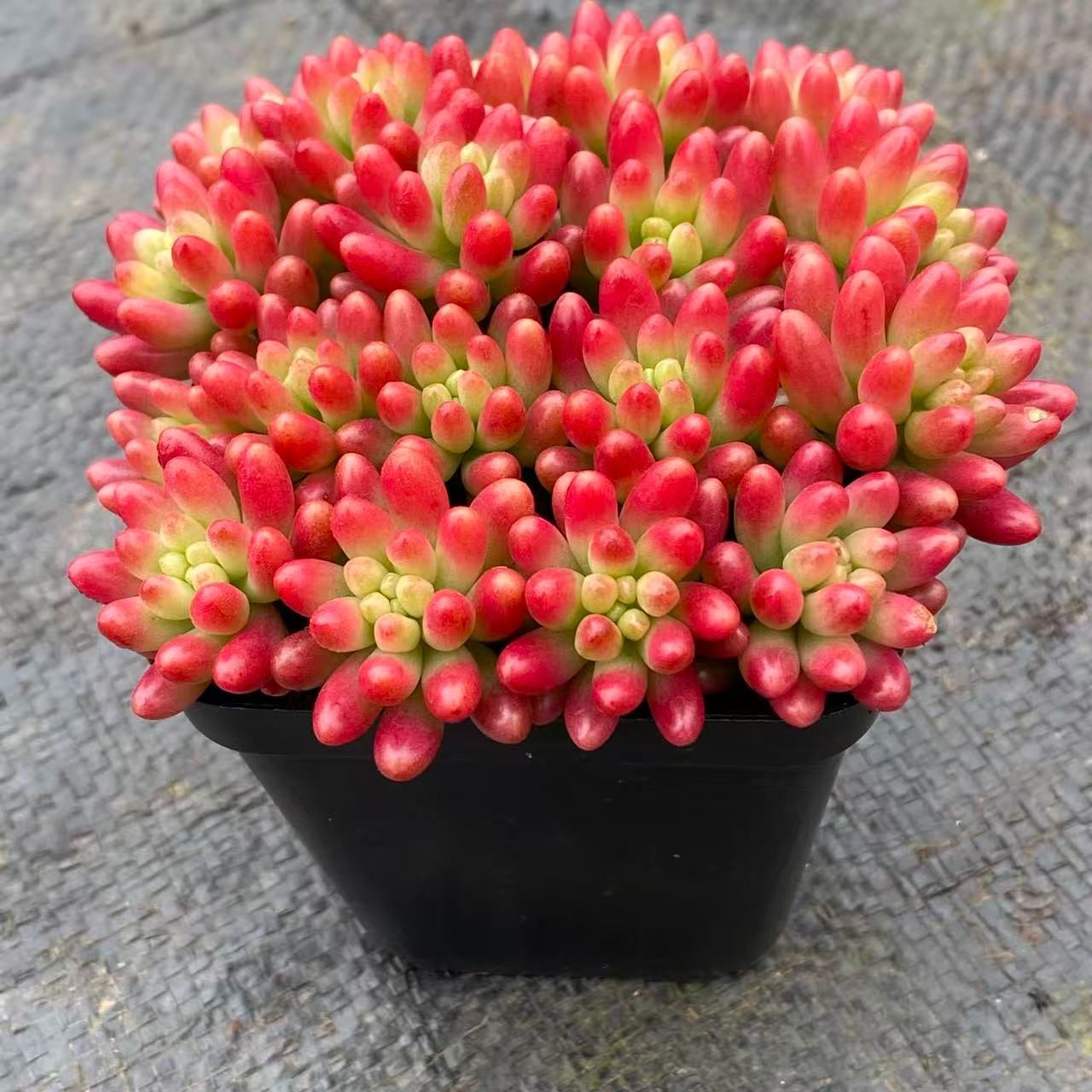 多肉植物 多肉植物 グラプトベリア チョコレート錦 2.5寸苗 J6042 - ハニー