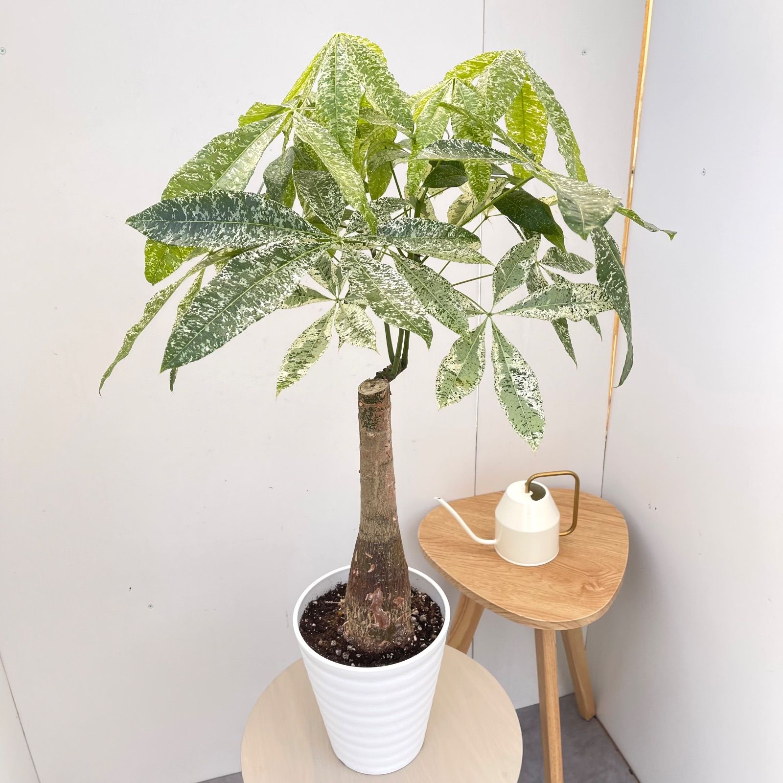 レア♡パキラ♡ミルキーウェイ♡接木♡6号♡お鉢ごとメルカリ便で パキラ ミルキーウェイ 接木 2【現品】観葉植物 室内 7号 - メルカリ