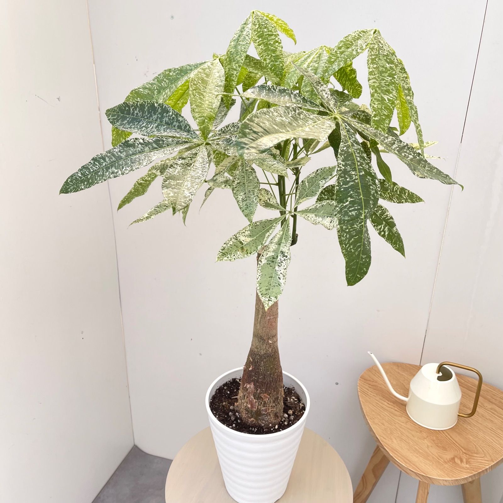 レア♡パキラ♡ミルキーウェイ♡接木♡6号♡お鉢ごとメルカリ便で 実生】パキラミルキーウェイ約80cm （希少） - メルカリ