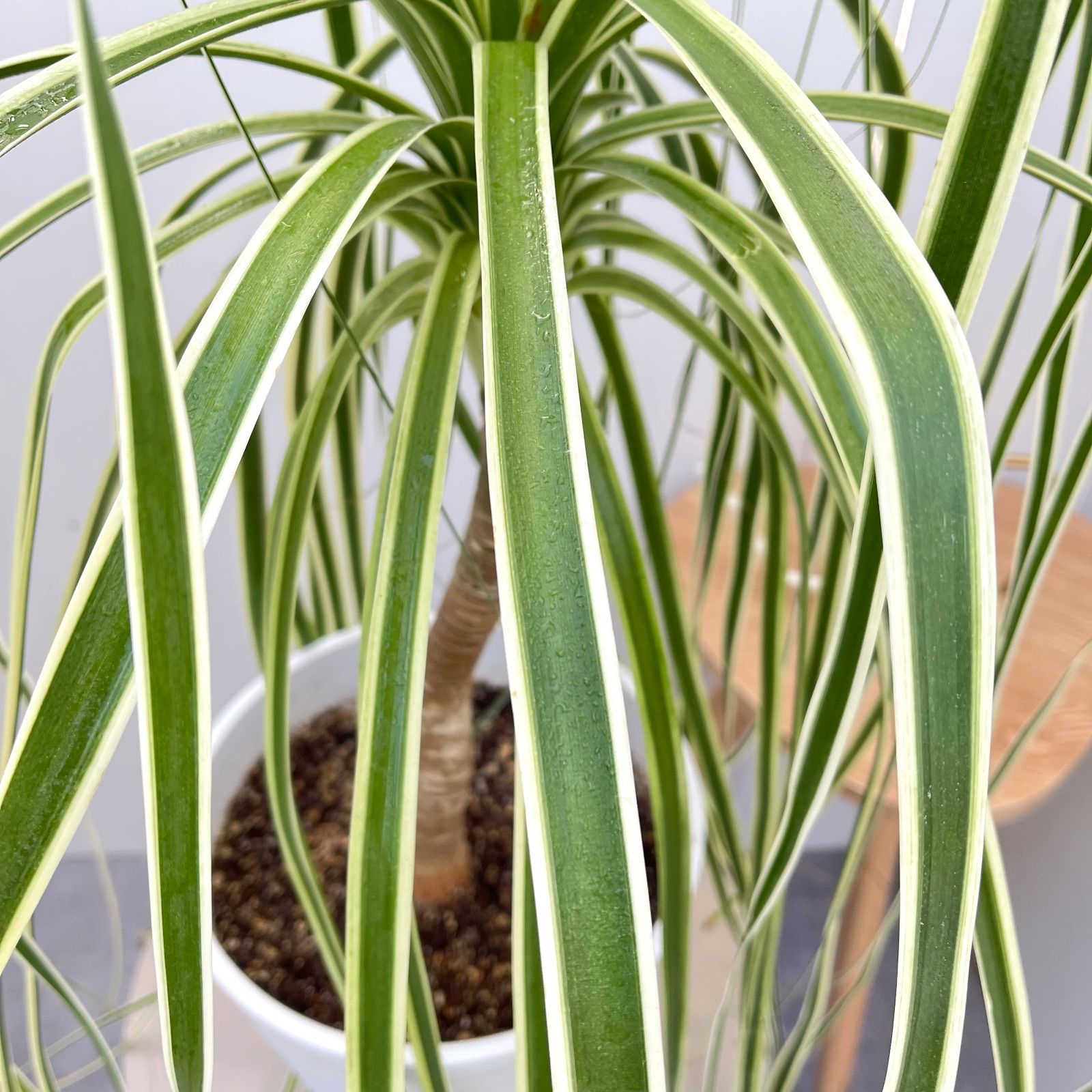 トックリラン ノリナ 斑入り【現品】☆希少☆ 観葉植物 室内 - メルカリ