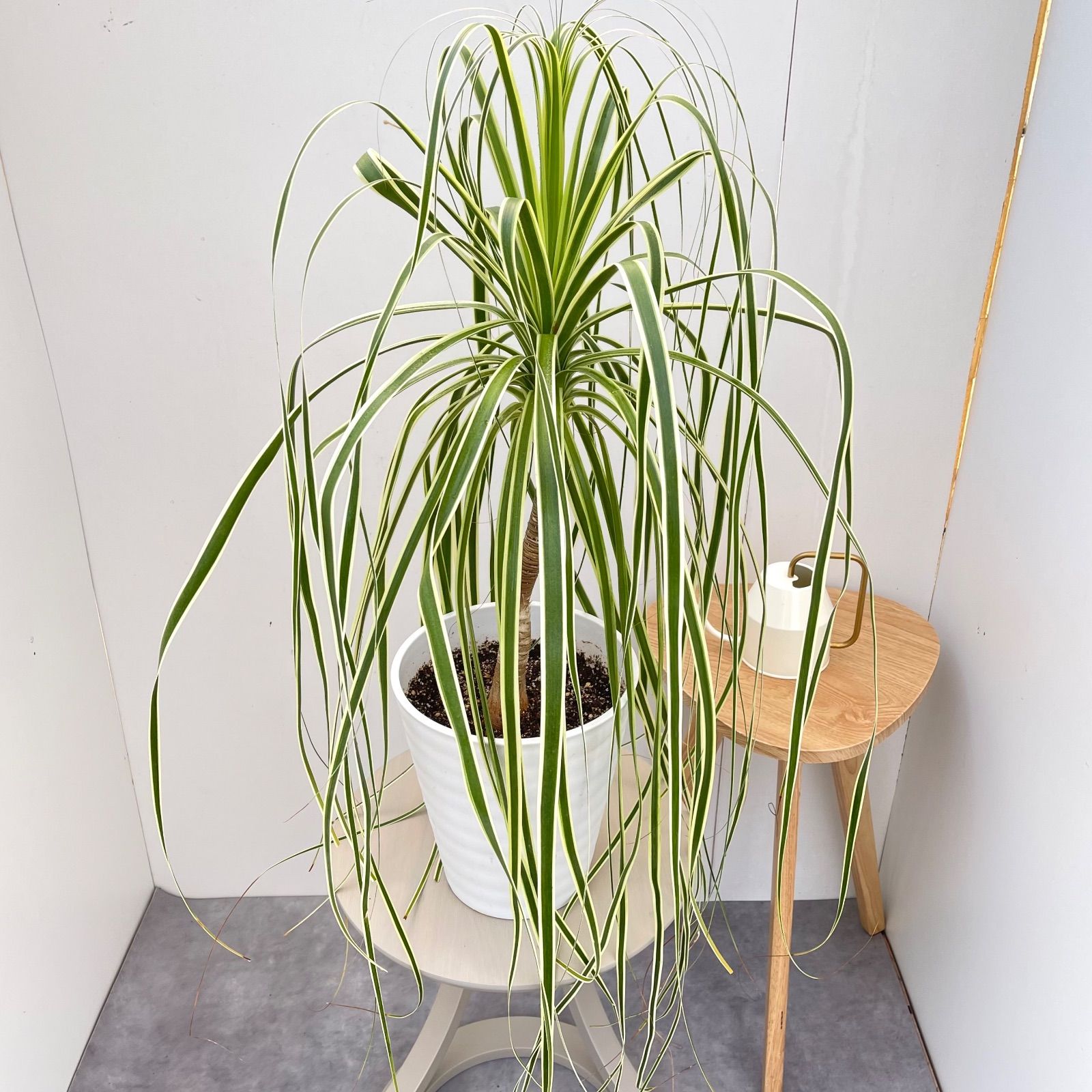 トックリラン ノリナ 斑入り 現品 観葉植物 室内