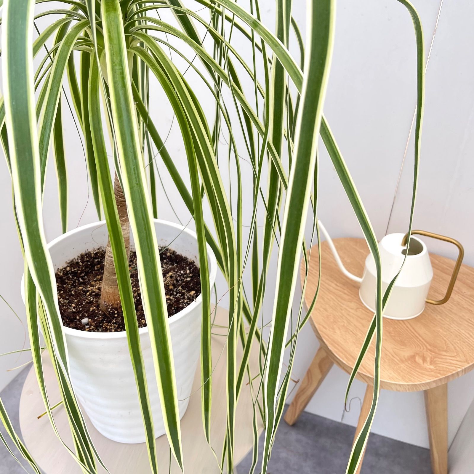 現品　トックリラン　ノリナ　斑入り　30番　トックリラン斑入り　観葉植物 トックリラン ノリナ 斑入り 30番 トックリラン斑入り 観葉植物