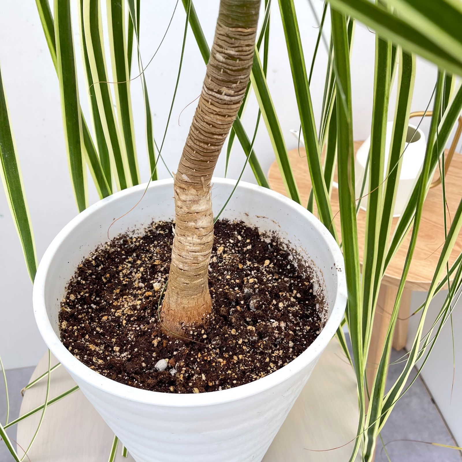 現品　トックリラン　ノリナ　斑入り　26番　トックリラン斑入り　観葉植物 トックリラン斑入り トックリラン ノリナ 斑入り 26番 トックリラン