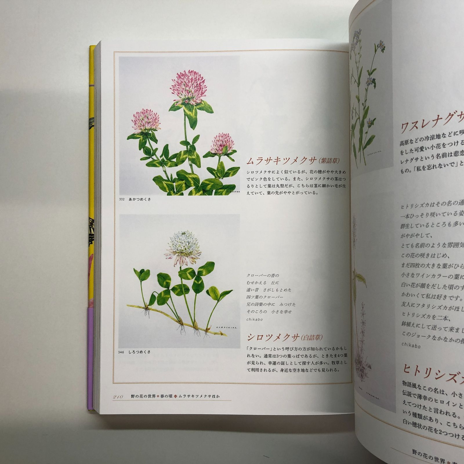 ◇[N]熊田千佳慕 クマチカ先生の図鑑画集 - メルカリ