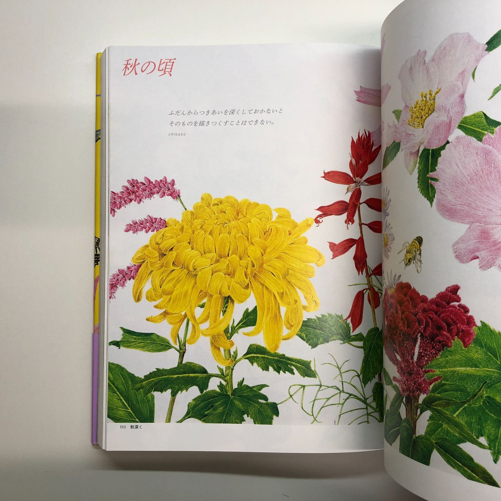 ◇[N]熊田千佳慕 クマチカ先生の図鑑画集 - メルカリ