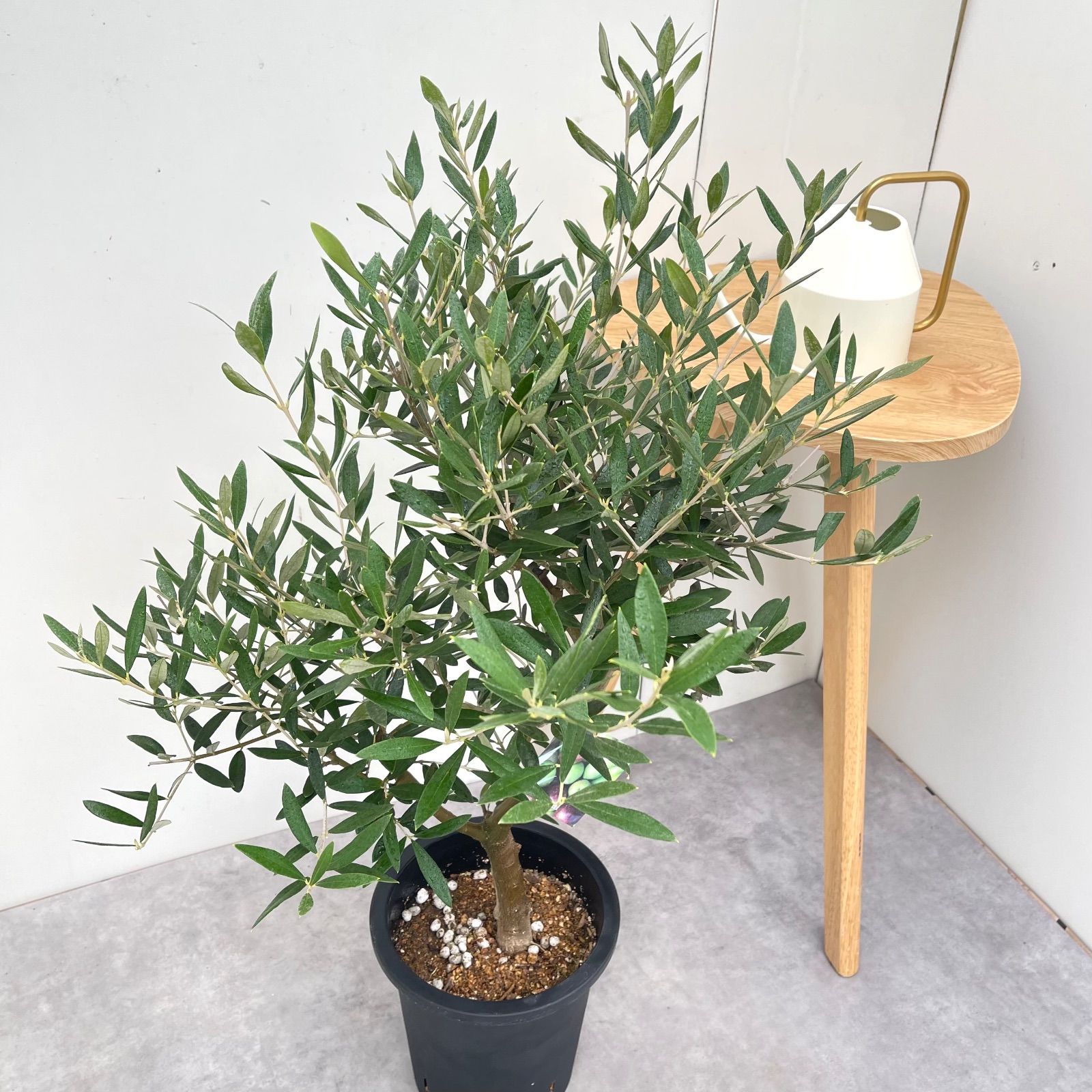 オリーブ ピクアル 5【現品】観葉植物 庭木 創樹 SOUJU 7号 - メルカリ
