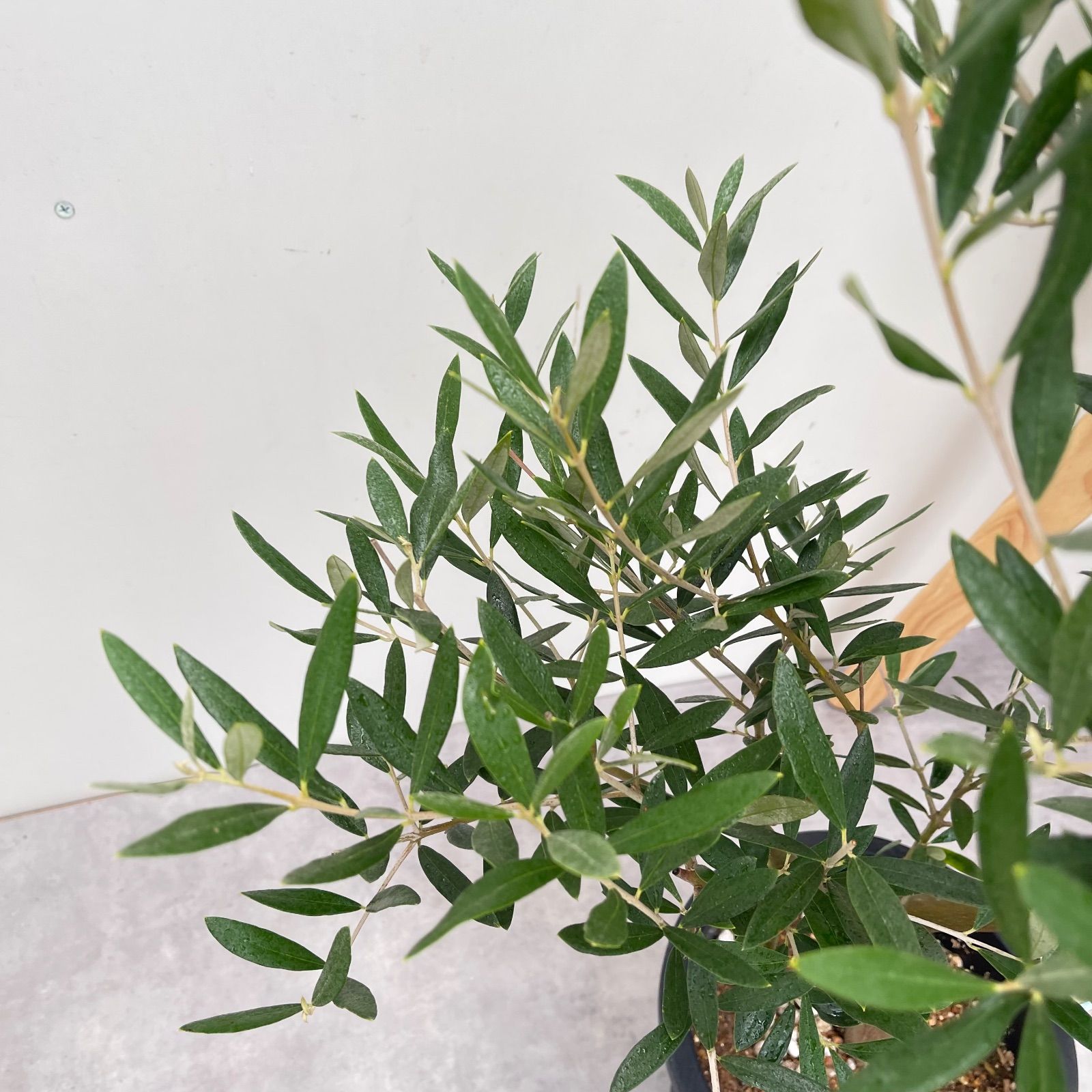 オリーブ ピクアル 5【現品】観葉植物 庭木 創樹 SOUJU 7号 - メルカリ