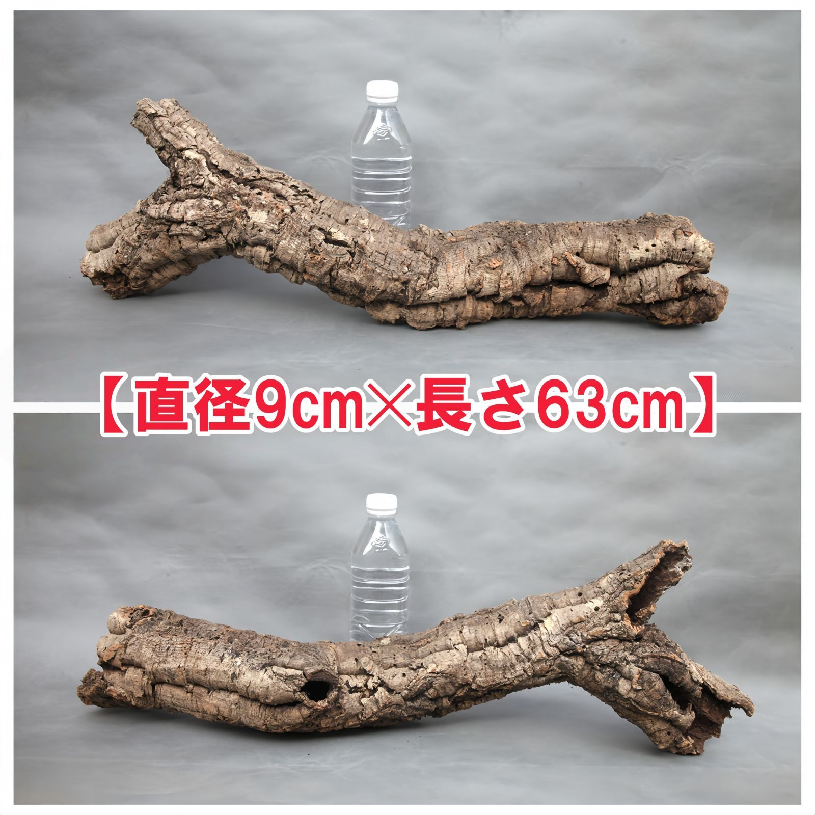 W 480 ポルトガル産 キャノンコルク コルク樹皮 コルク板 バージンコルク チランジア ビカクシダ 着生ラン 両生類 爬虫類