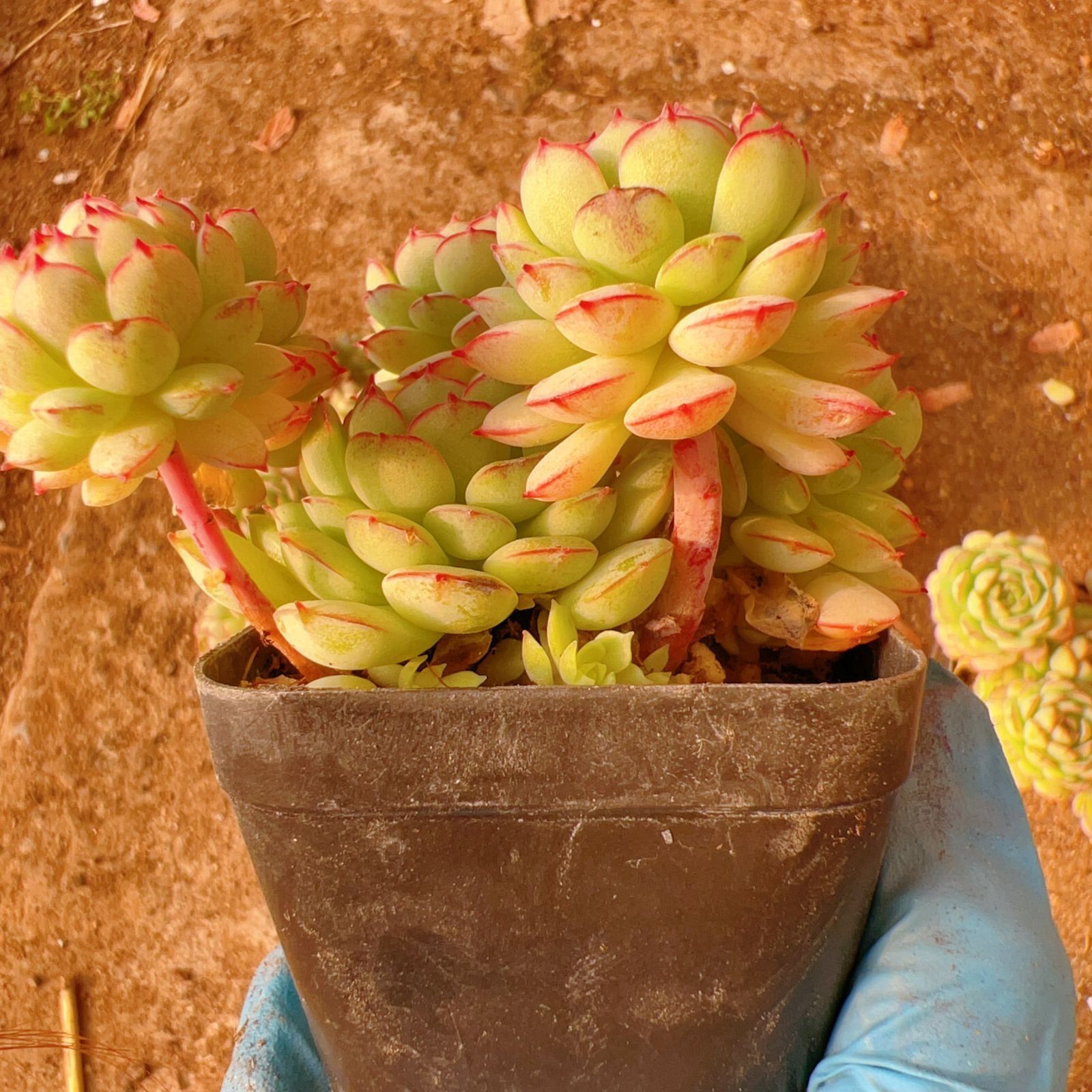 32株の抜き苗セット】ボールオブファット群生 多肉植物 佐川急便発送