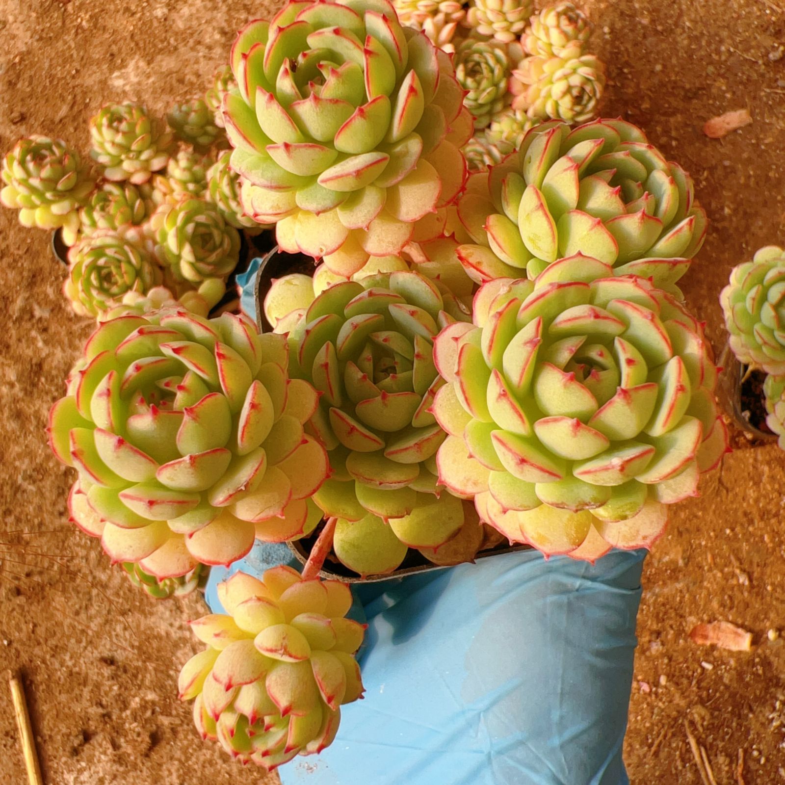 32株の抜き苗セット】ボールオブファット群生 多肉植物 佐川急便発送