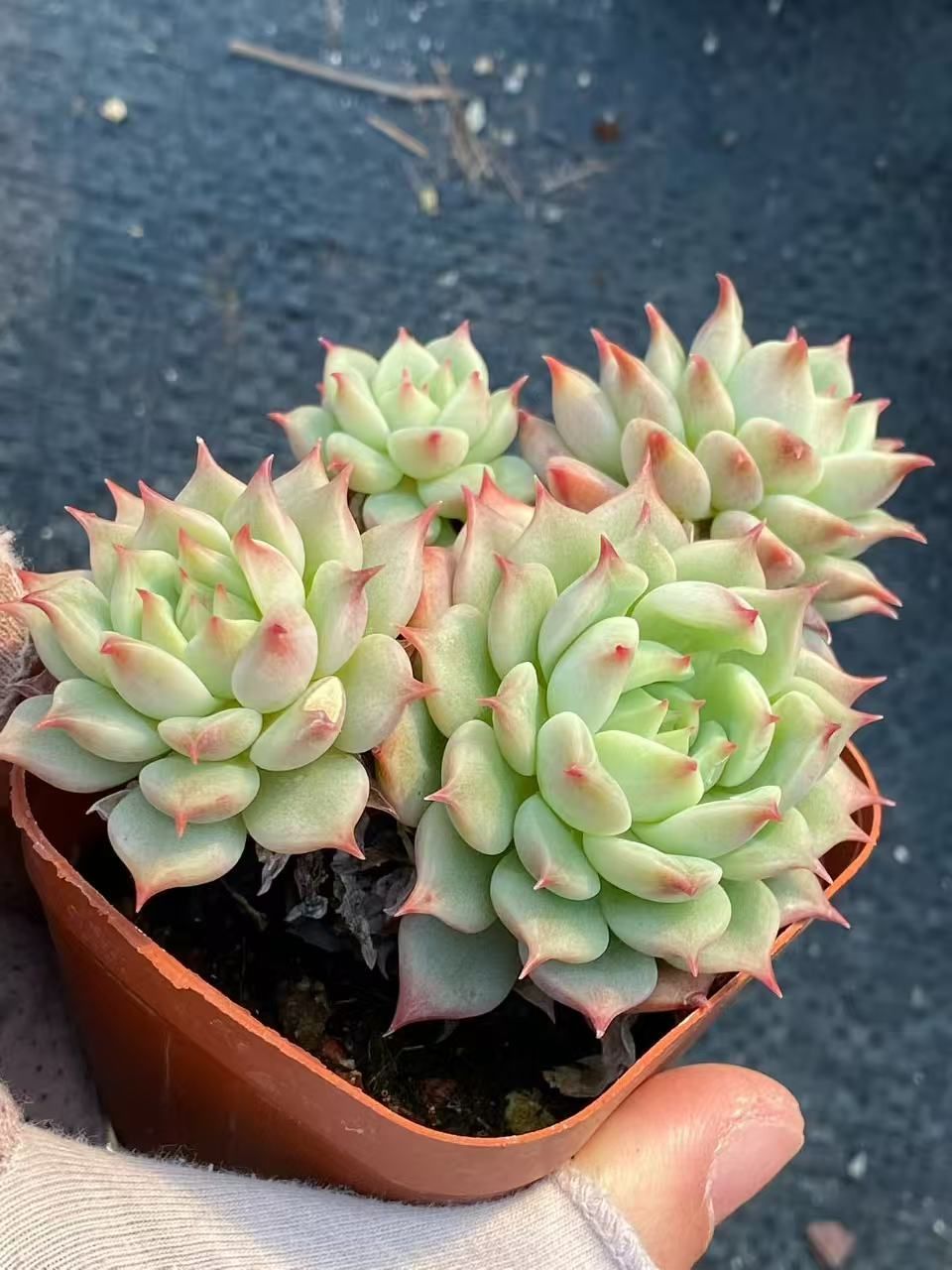 32株の抜き苗セット ブルーエース 多肉植物 佐川急便発送 エケベリア 韓国苗 Z 102