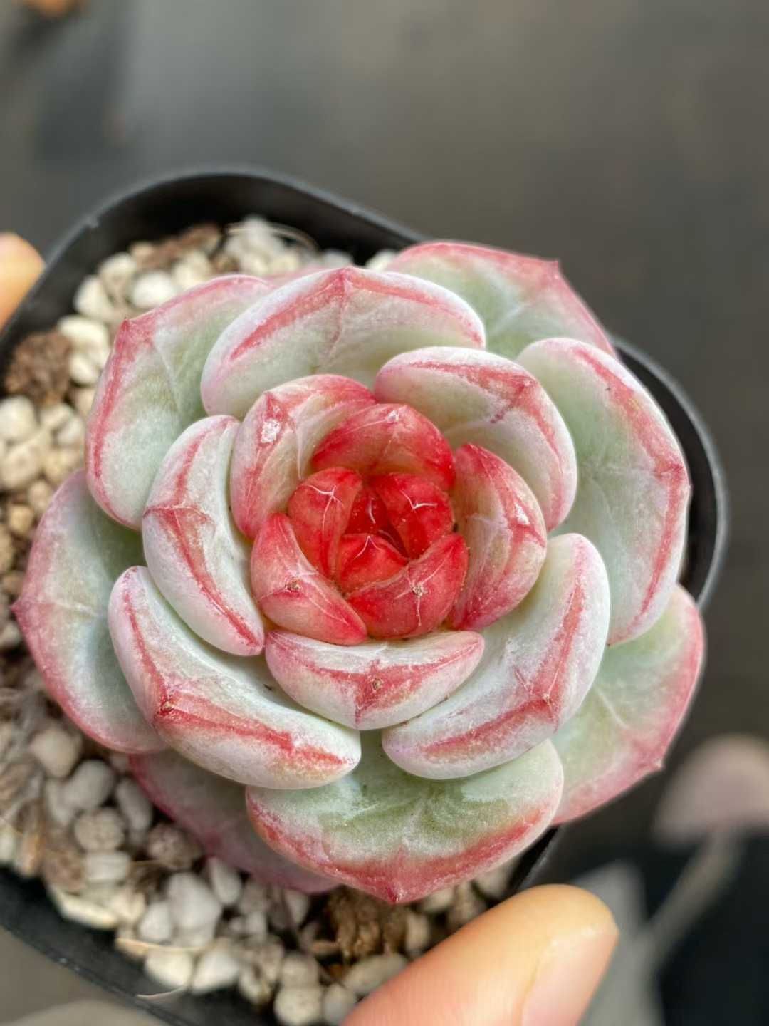 ↘️値下げ❗️多肉植物☆エケベリア「スプレンダー」☆カクトロコさん苗 抜き苗★札つき 2025年最新】スプレンダー 多肉植物の人気アイテム - メルカリ