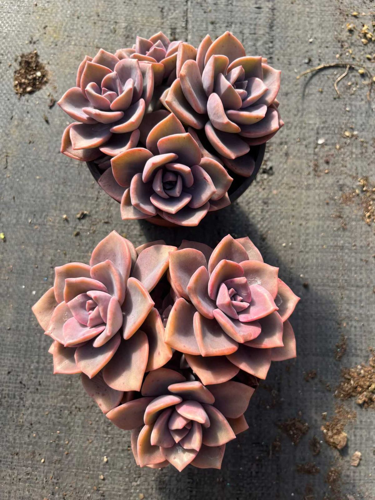 15株の抜き苗セット】虹のキャンディー 多肉植物 佐川急便発送