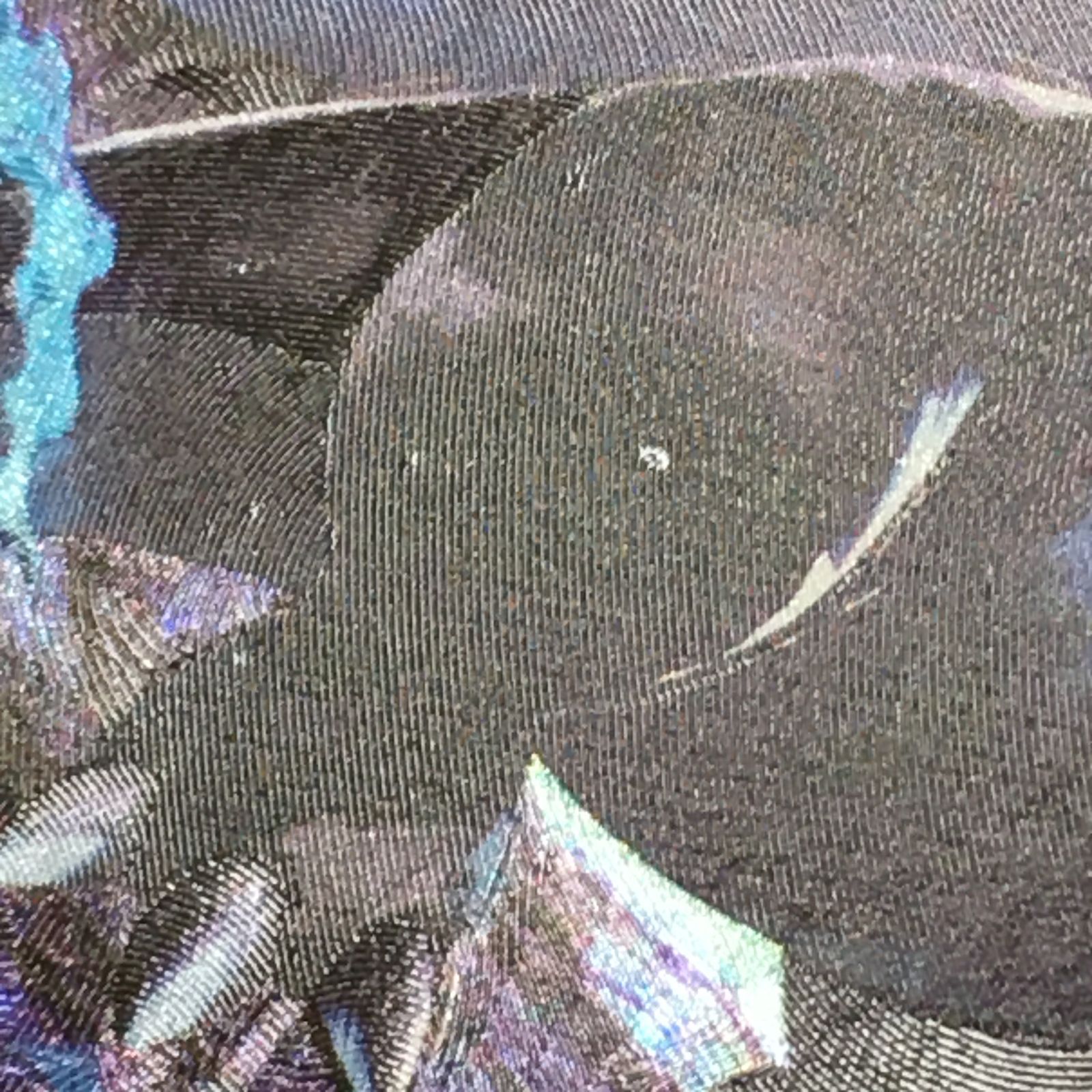 メガリザードンX ex