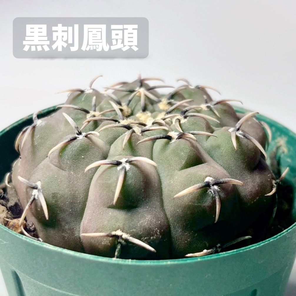 多肉植物　ギムノカリキウム　黒刺鳳頭　カット苗 ギムノカリキュウム 黒刺鳳頭(黒棘鳳頭)