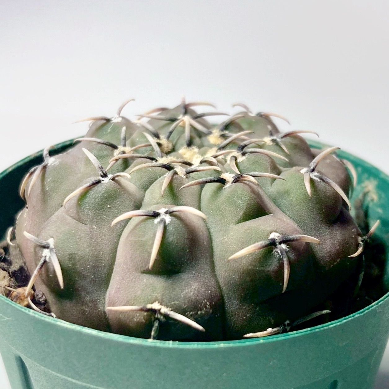 サボテン ギムノカリキウム 黒刺鳳頭 鉢ごと発送 - メルカリ