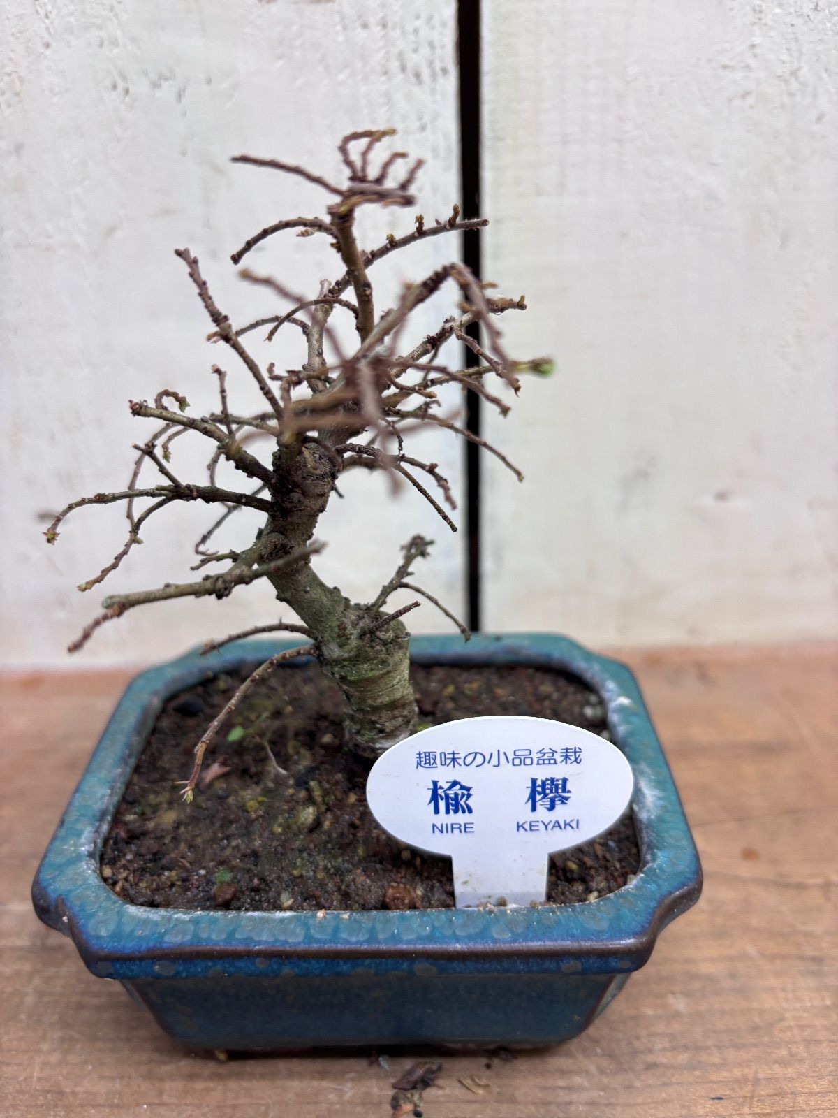 楡欅ニレケヤキ 小品盆栽 - メルカリ