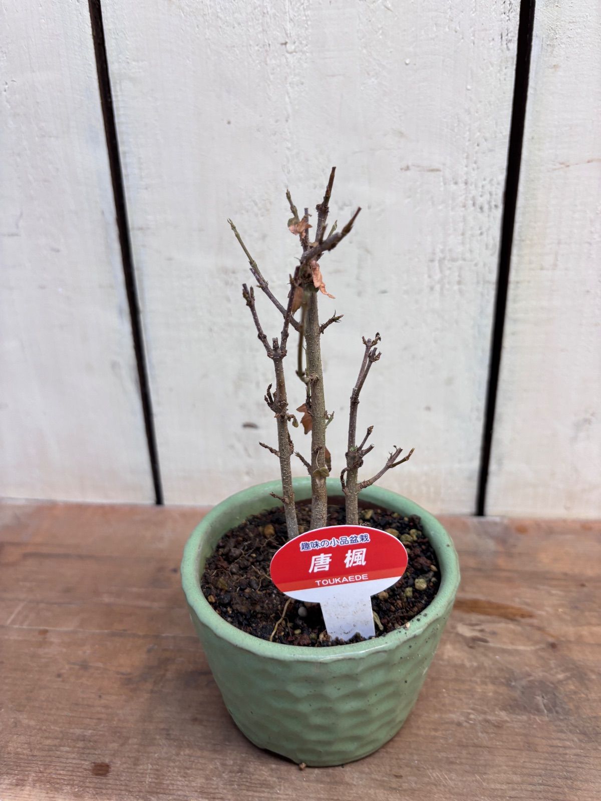 唐楓（トウカエデ）中国原産の落葉高木 ミニ盆栽 - メルカリ