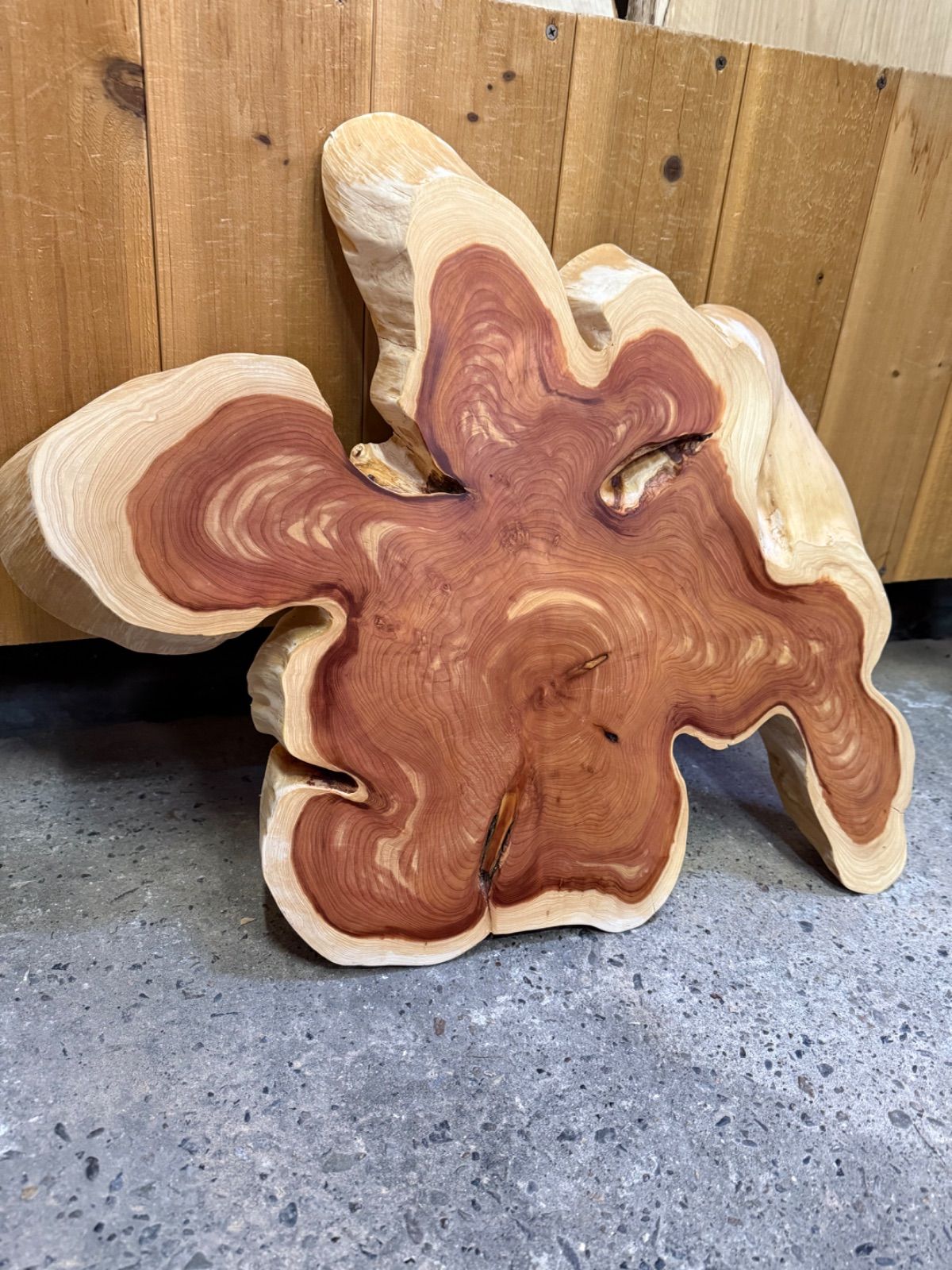 大きさ有 カイヅカイブキ 貝塚伊吹 板 一枚板 無垢材 木工 テーブル ＤＩＹ 素材