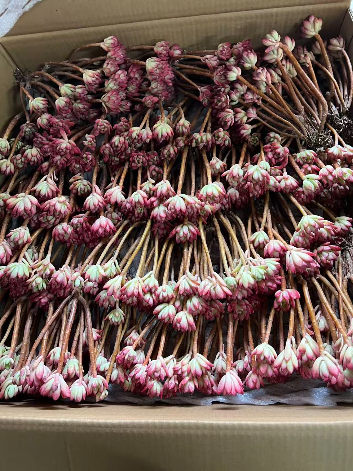 現品限り ミニベル 35株 抜き苗 多肉植物 佐川急便発送 エケベリア 韓国苗