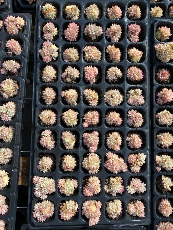 k*i様 B308-3×105苗女雛錦 土付き 多肉植物 エケベリア サボテン 低価，爆買い 105株 ZM308多肉植物 エケベリア女雛錦サボテン 観葉植物