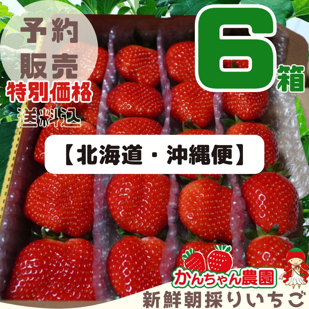 「年末便」大粒‼️新鮮朝採りかんちゃん農園の甘いいちご kn-in01_kago_02.jpg