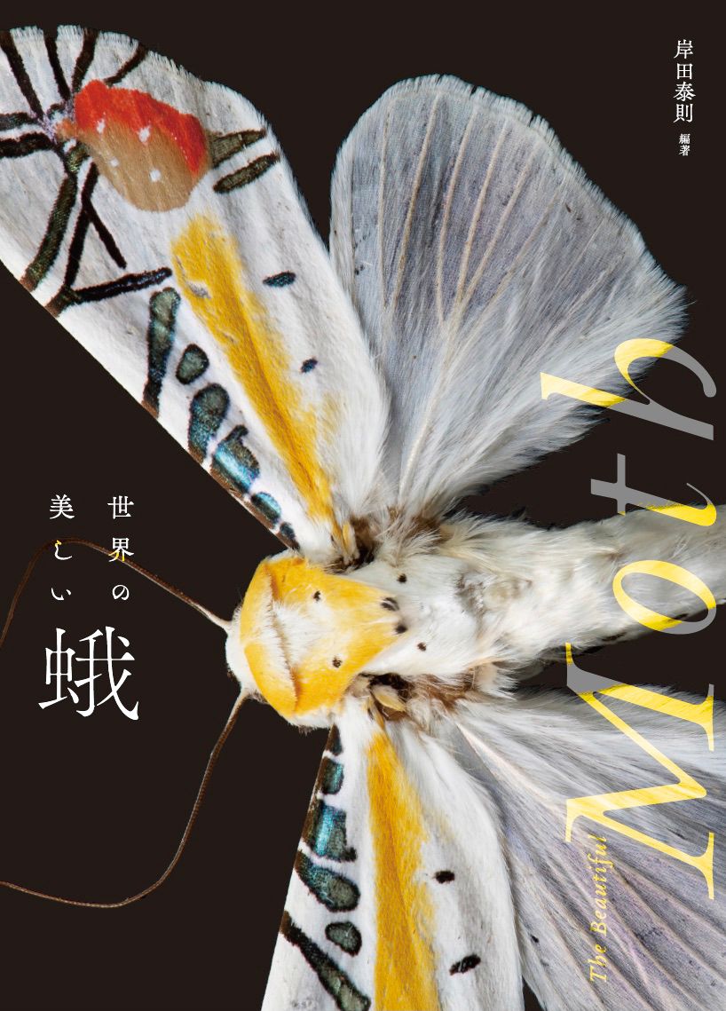 世界の美しい蛾|グラフィック社|岸田泰則 単行本 ソフトカバー