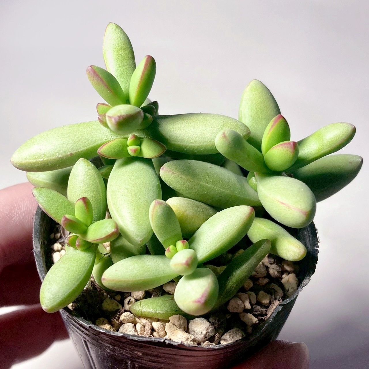 多肉植物　クラッスラ　ルドリップ　カット苗 ルドリップ カット苗 多肉植物 クラッスラ - メルカリ