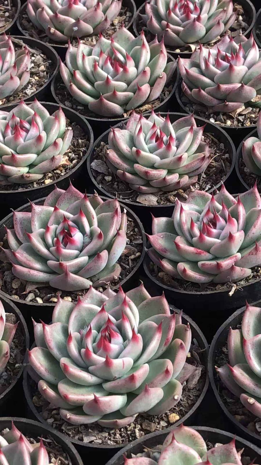 Z2545×18株 トスカネッリ 抜き苗 多肉植物 アエオニウム エケベリア