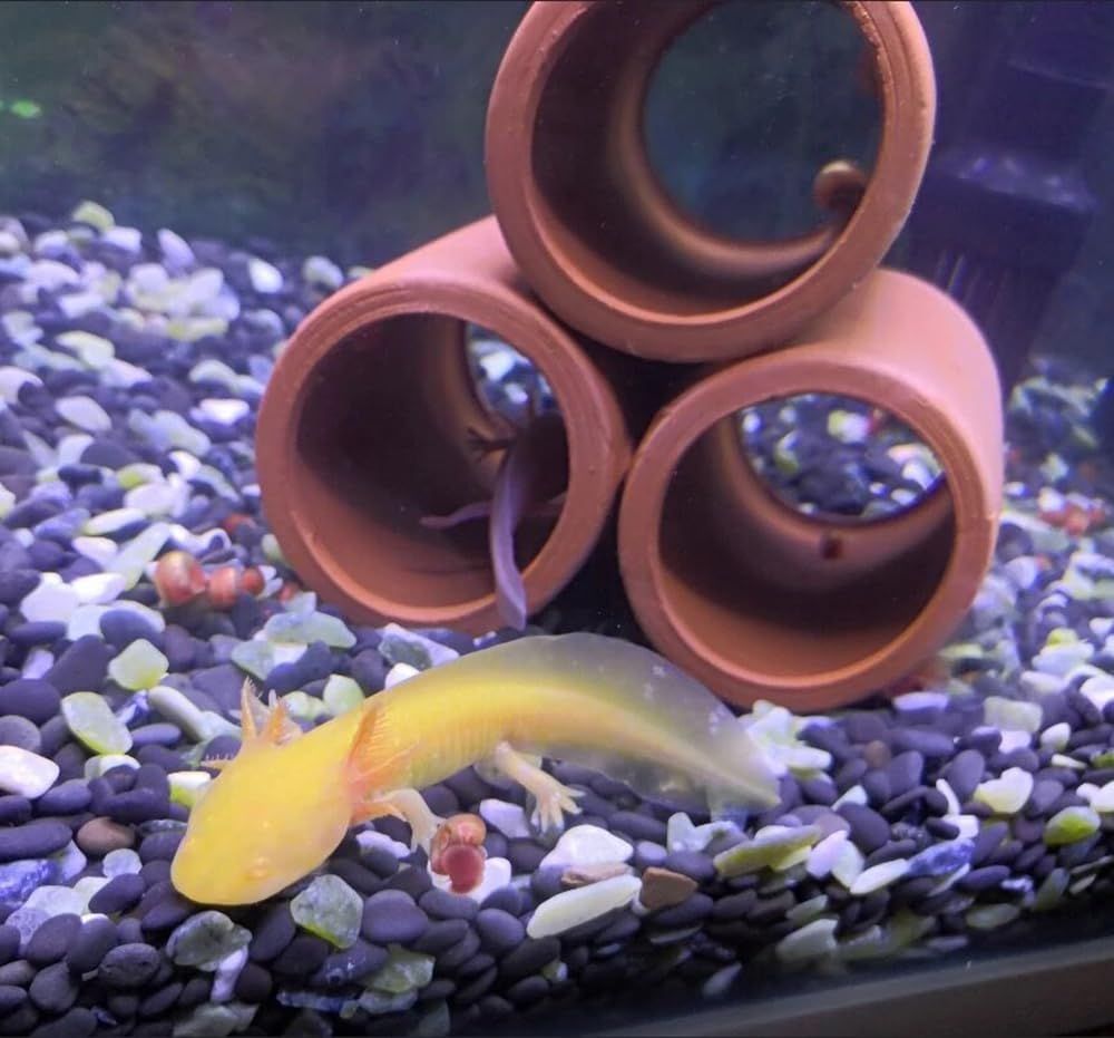 カニ 隠しシェルター