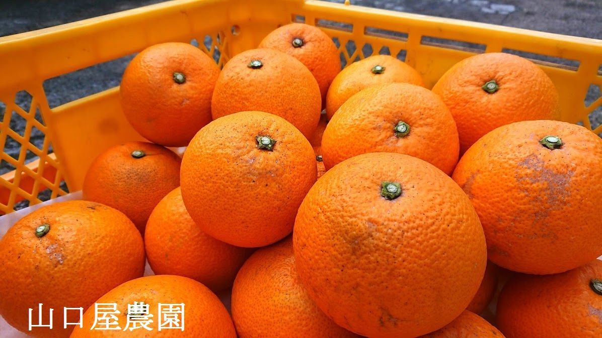 みかん＊ 紅八朔 MIXサイズ 箱込15kg 因島産【農薬：栽培期間中不使用】 防腐剤
