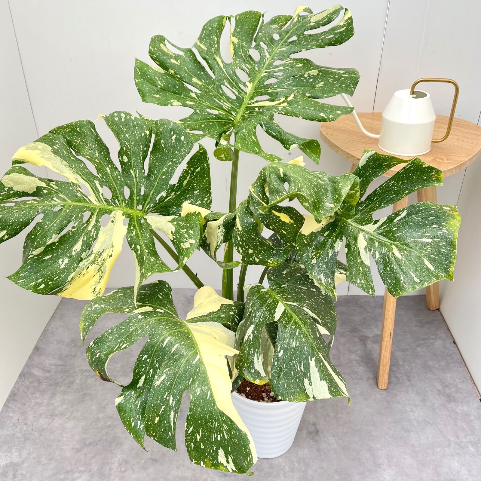 モンステラ デリシオサ 斑入り 17【現品】☆希少☆ 観葉植物 室内