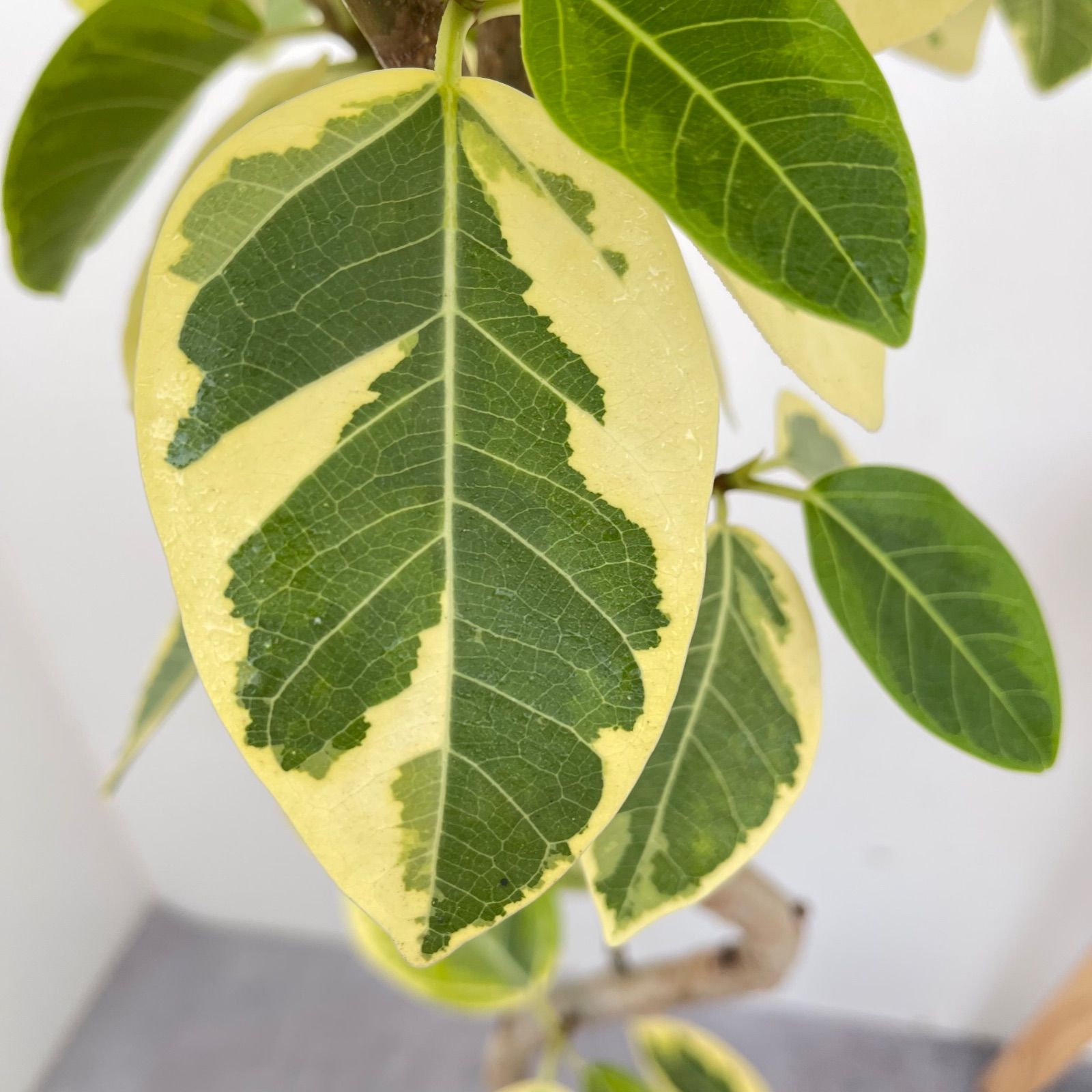 フィカス　アルテシマ 曲がり　2 観葉植物 フィカス アルテシマ曲がり（6号鉢）｜HanaPrime（ハナプライム）