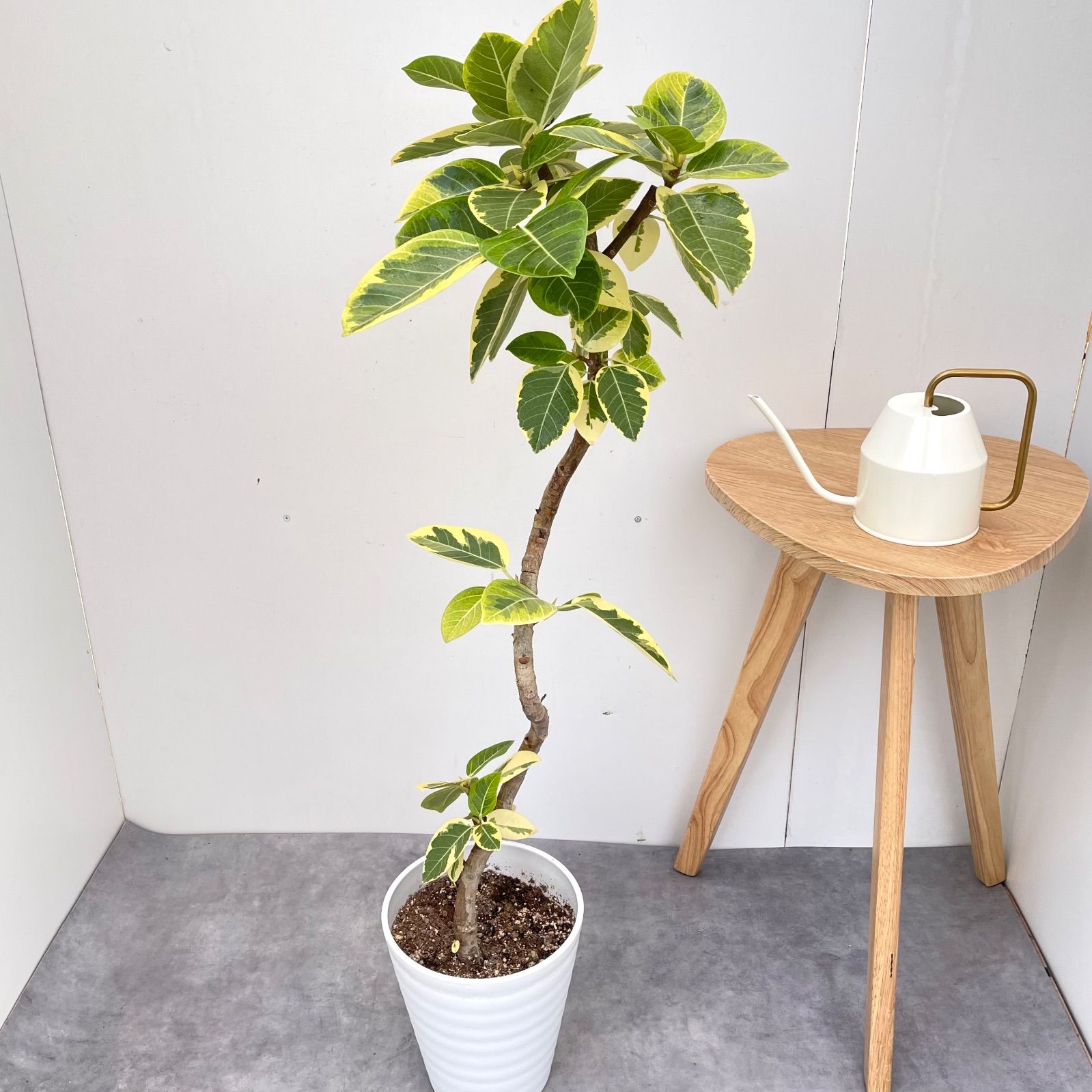 フィカス アルテシマ 曲がり 2【現品】観葉植物 ショップ 室内 7号