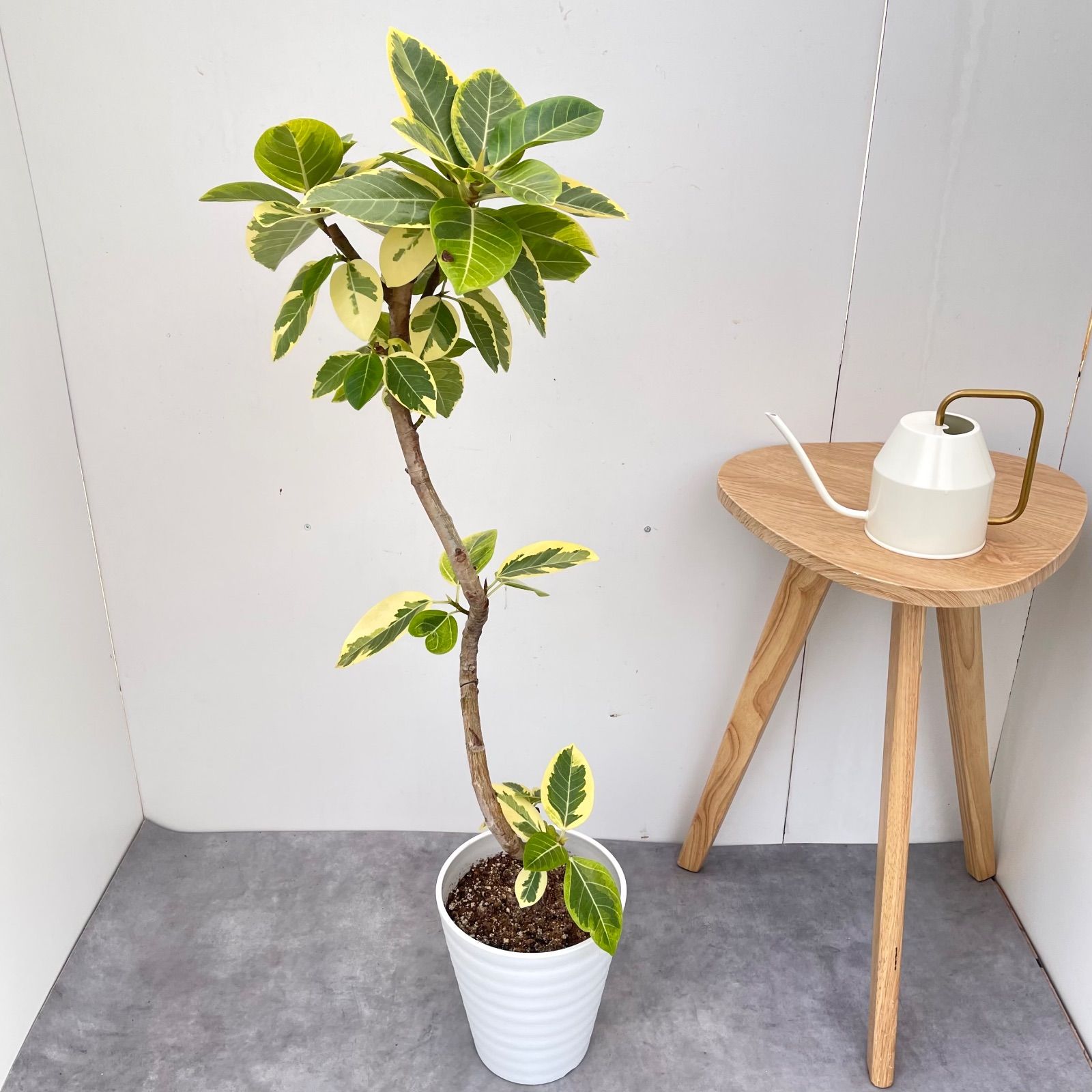 フィカス アルテシマ 曲がり 2【現品】観葉植物 ショップ 室内 7号