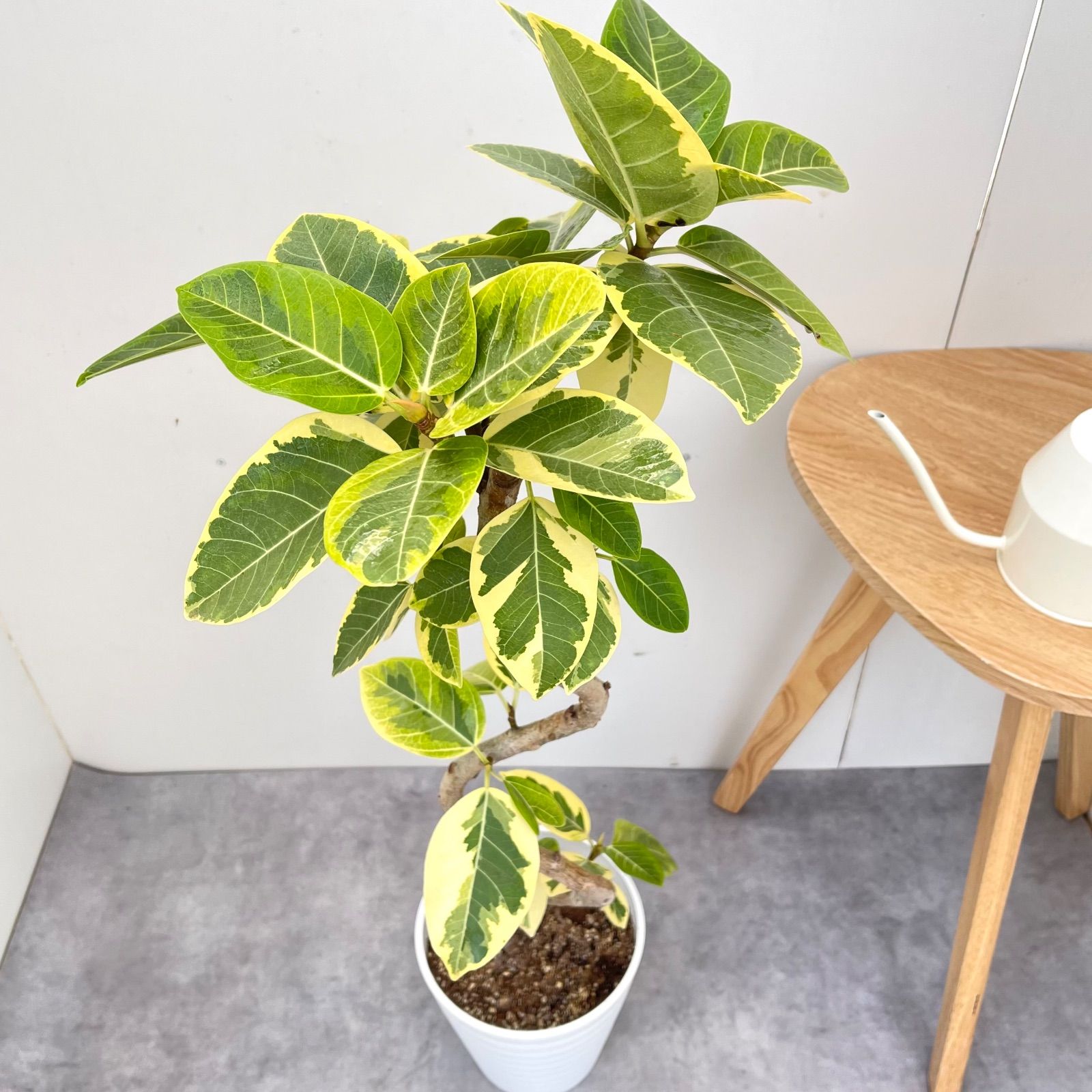 フィカス アルテシマ 曲がり 2【現品】観葉植物 室内 7号 - メルカリ