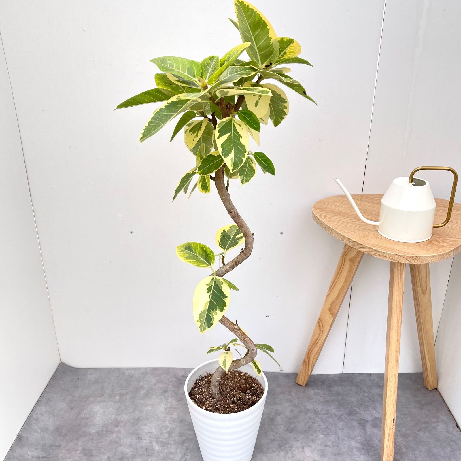 フィカス アルテシマ 曲がり 2【現品】観葉植物 室内 7号 - メルカリ