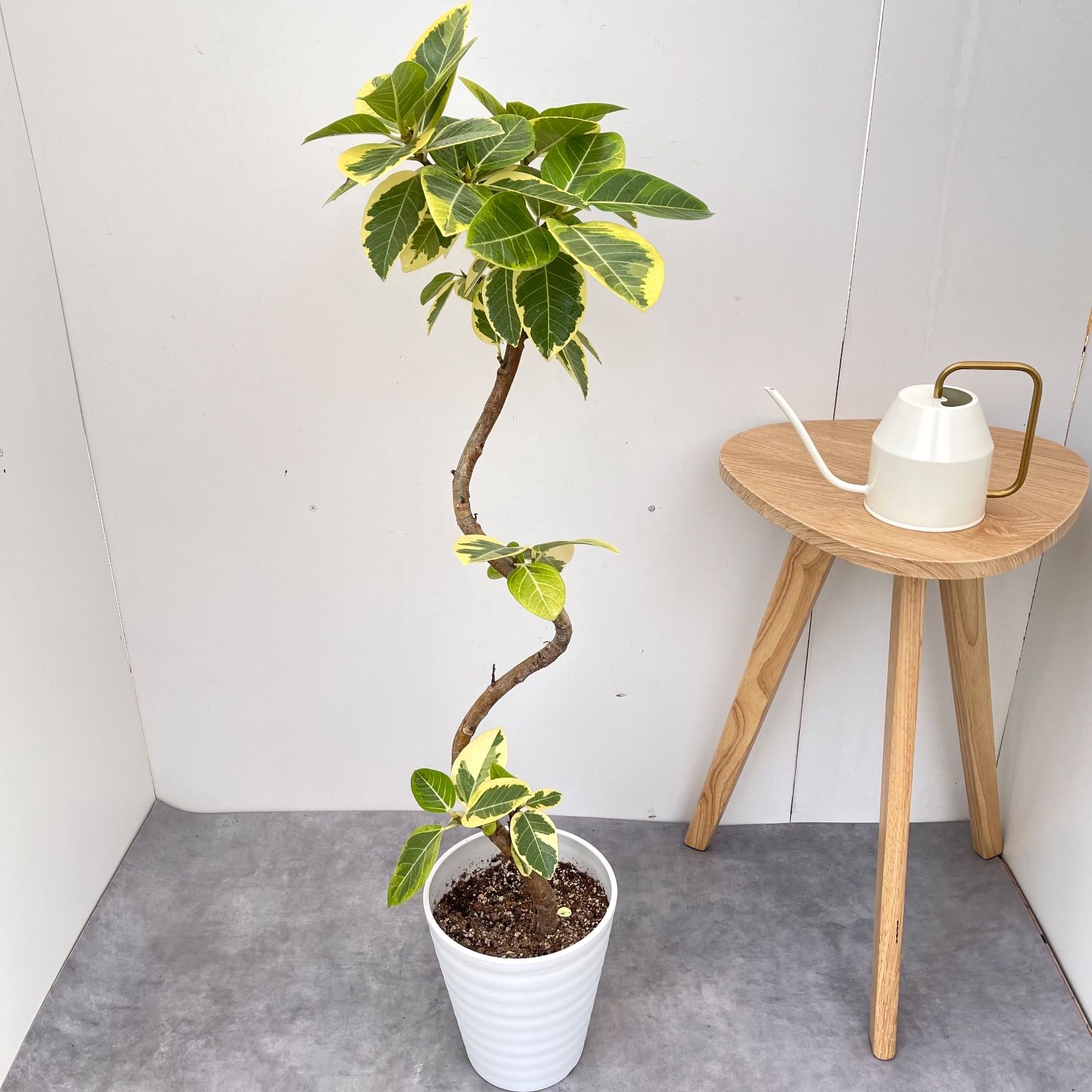 フィカス アルテシマ 曲がり 2【現品】観葉植物 室内 7号 【公式通販】