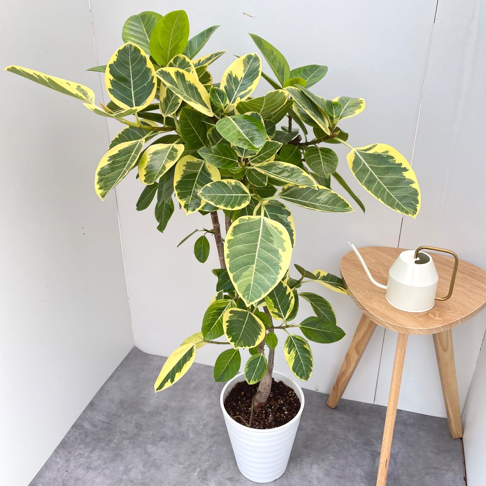 フィカス アルテシマ 曲がり 10【現品】観葉植物 室内 大型 - メルカリ