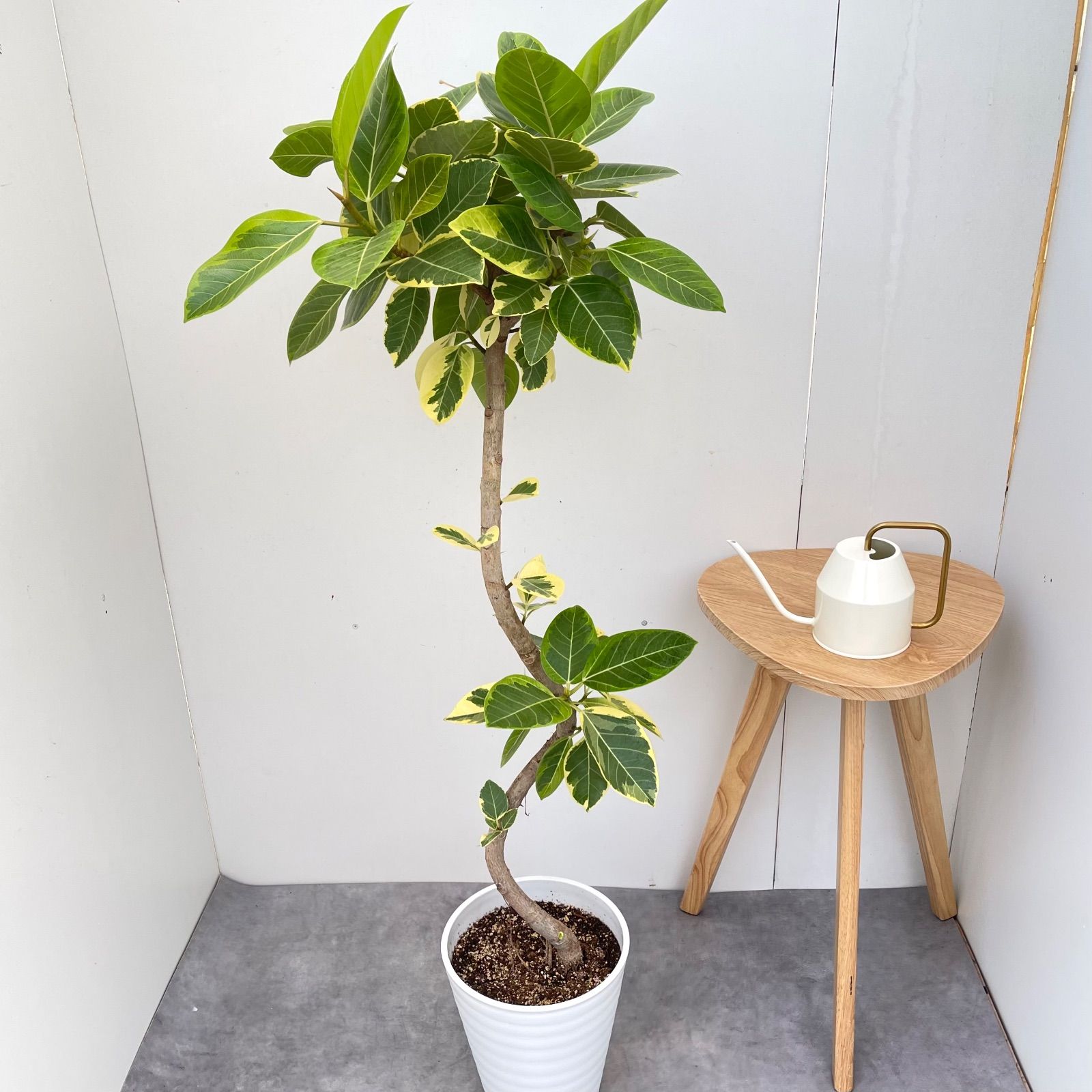 フィカス アルテシマ 曲がり 4【現品】観葉植物 室内 大型 - メルカリ