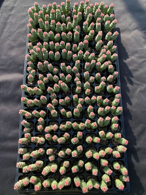 数珠星 銭串 LL 苗 土付き 新入荷 多肉植物 詰め合わせ エケベリア サボテン 韓国苗