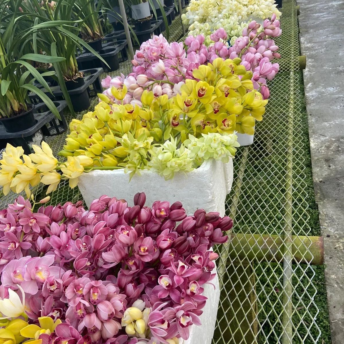 シンビジューム 切り花3色以上10本セット内容お任せ - メルカリ