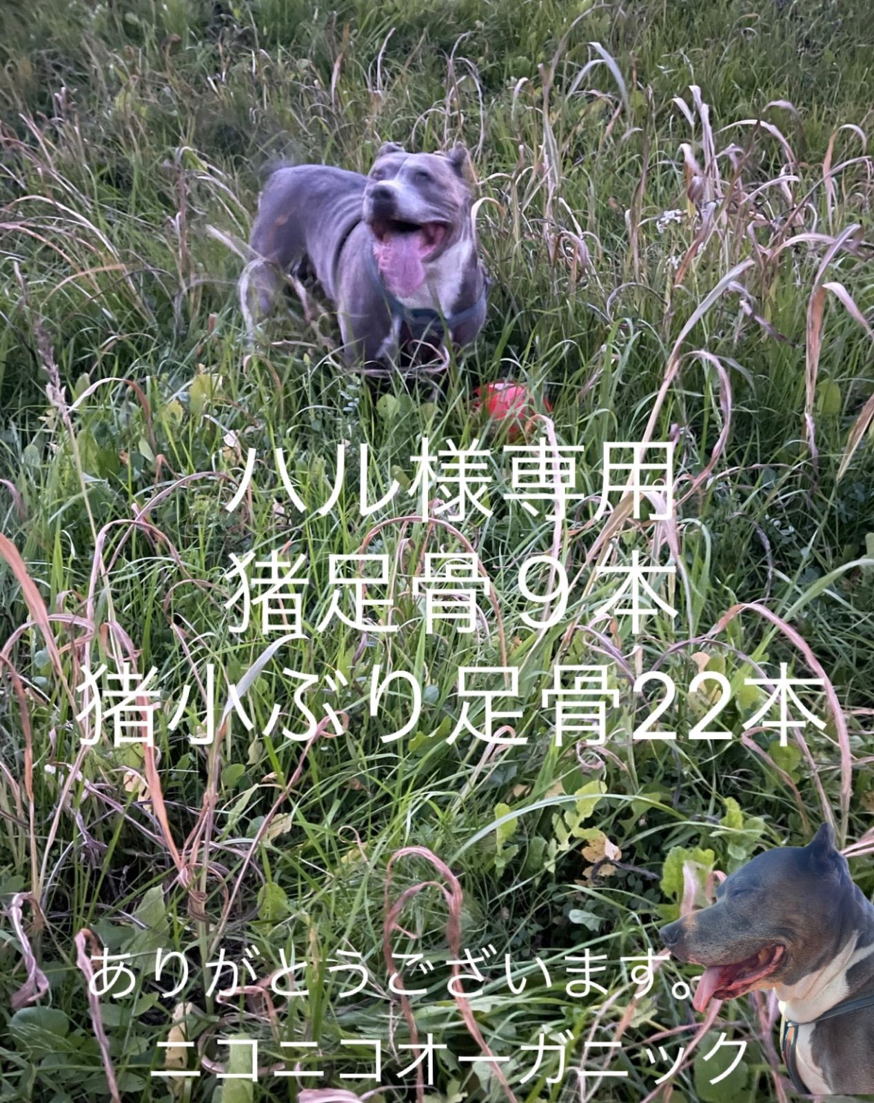 食品 ハル様専用精米20kg