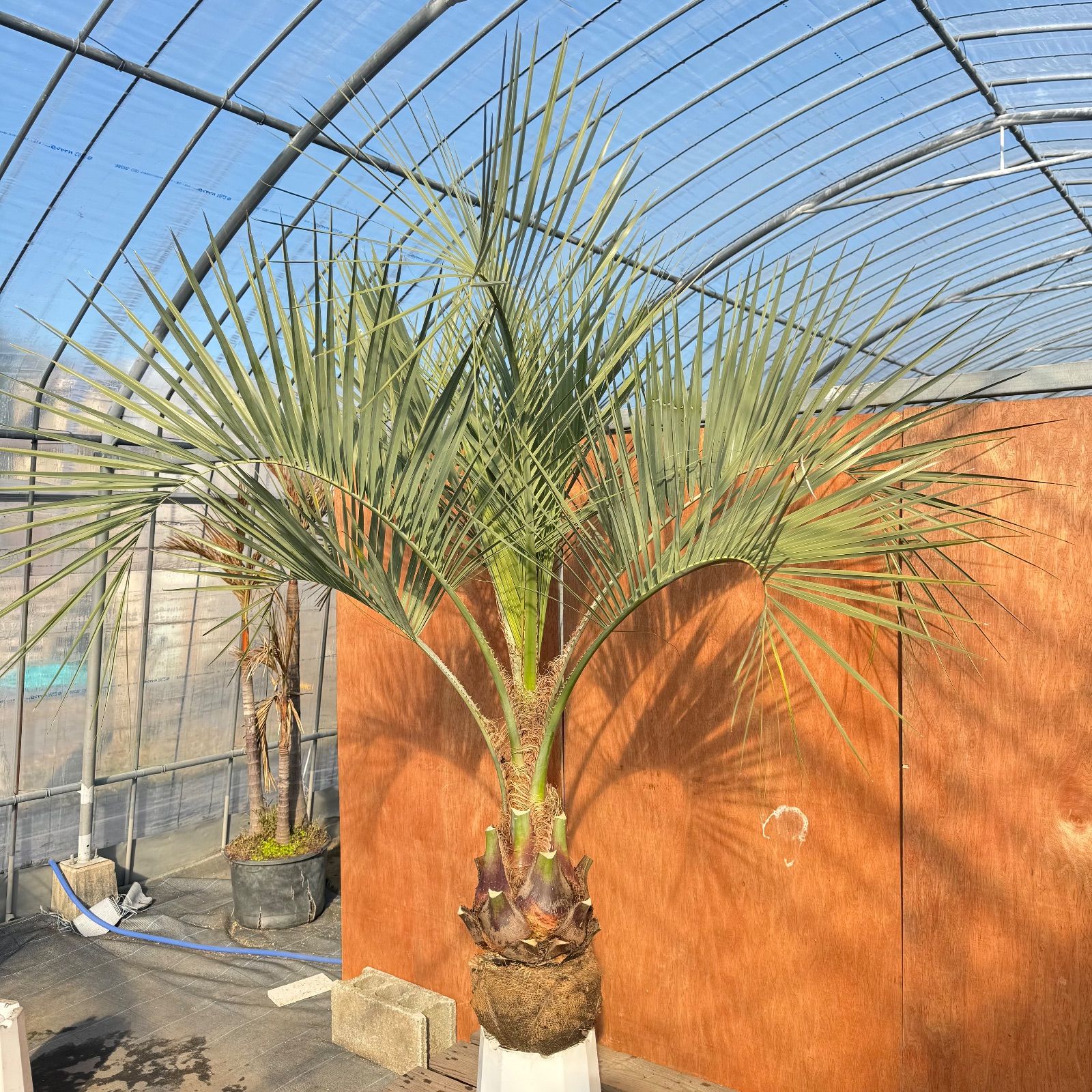 お庭がリゾートに🌴ココスヤシ【幹太80cm／葉先170cm】シルバーリーフ