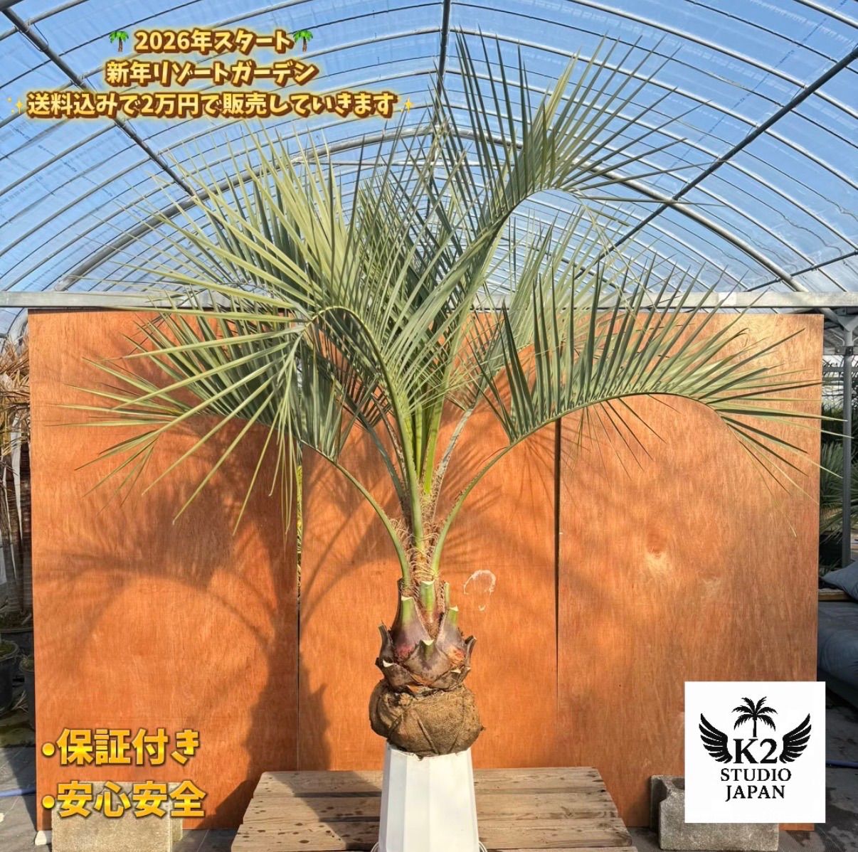 お庭がリゾートに?ココスヤシ 幹太80 cm 葉先170 シルバーリーフ